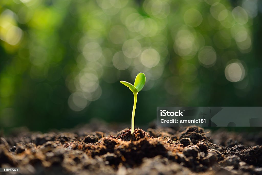 Green sprout Green sprout growing out from soil in the morning light Bud Stock Photo