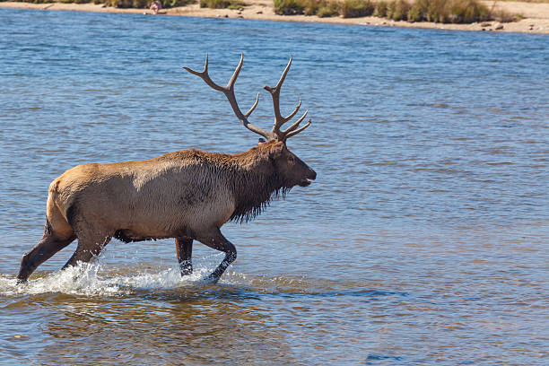 istock Bull Elk in Lake 511978230