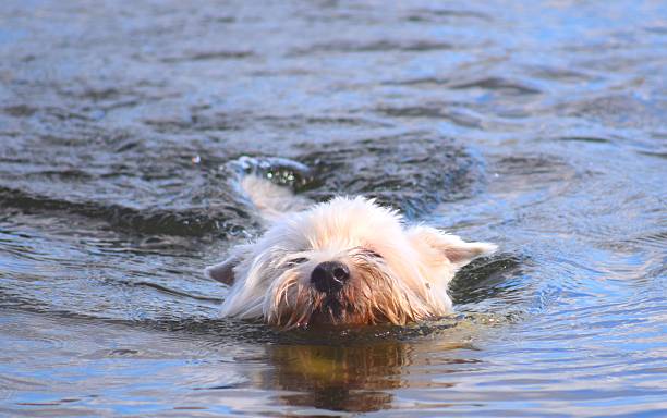 istock west highland terrier dog swimming 511978234
