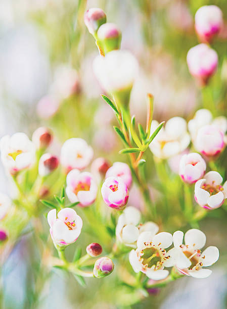 istock Delicate and beautiful fresh waxflowers 511978522