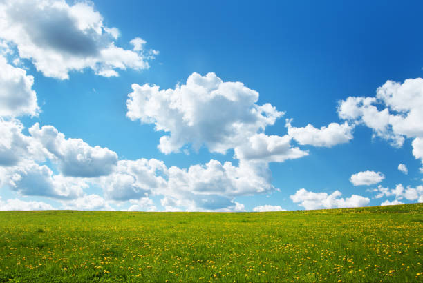 istock Field with dandelions and blue sky 511978694