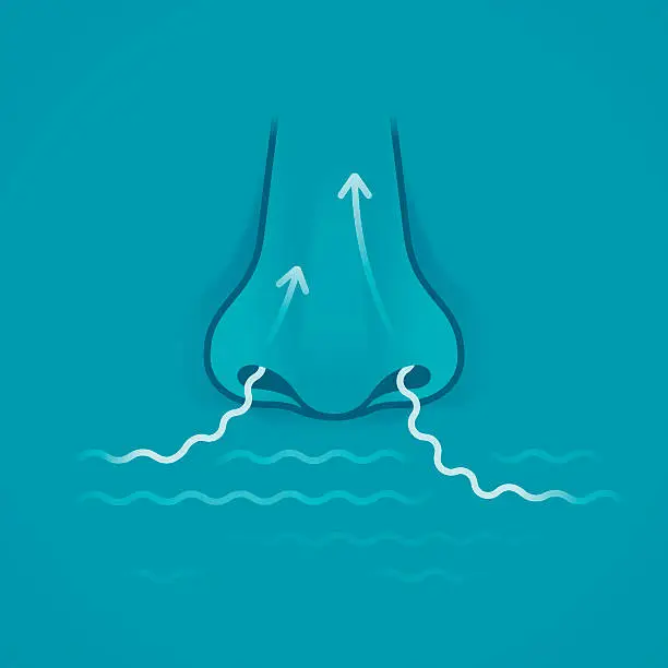 Vector illustration of Nose