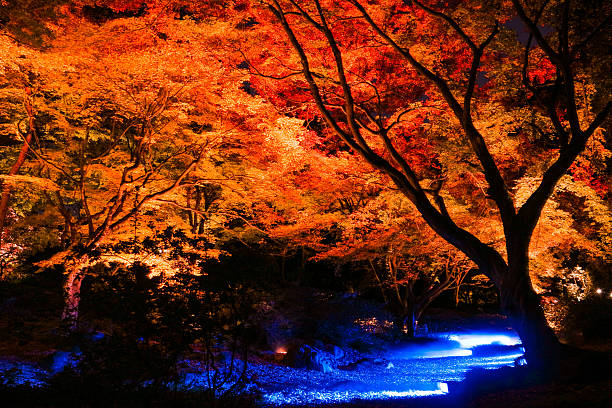 「秋の葉の特別なライトで東京 2015 年。 - japanese maple ストックフォトと画像