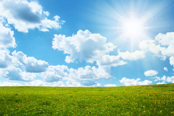 istock Field with dandelions and blue sky 511980710