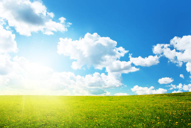 istock Field with dandelions and blue sky 511980774