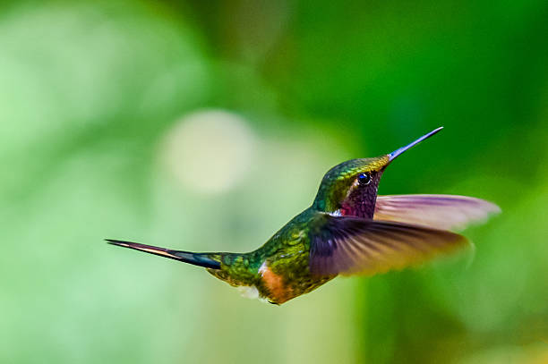 istock Beautiful Hummingbird with amazing colors 511981188
