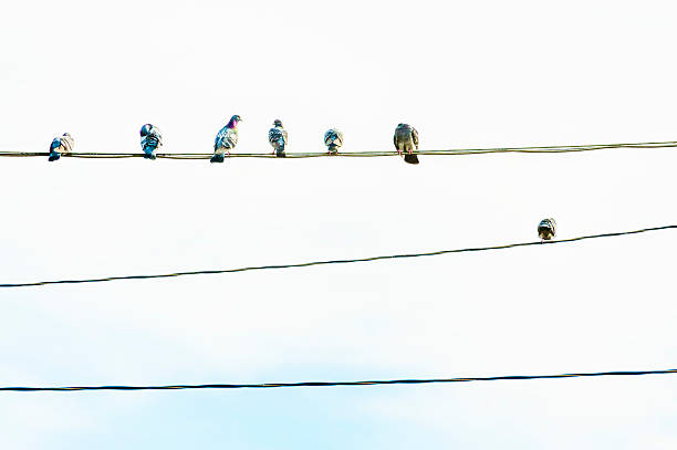 istock Minimalist of Pigeons on Powerlines 511981532