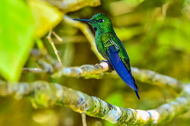 istock Beautiful Hummingbird with amazing colors 511981686