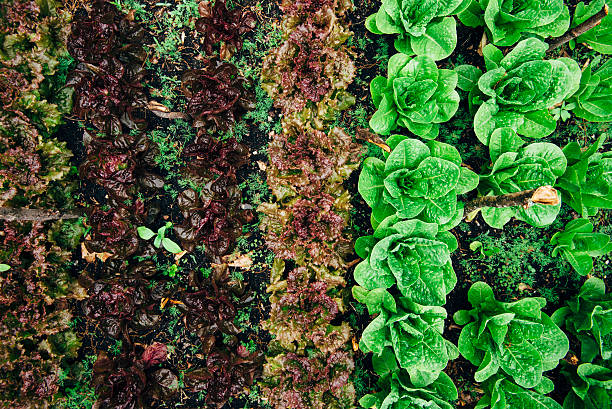 Garden Time stock photo