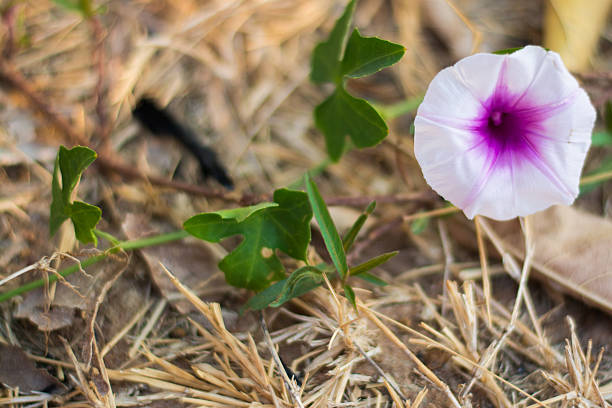 istock Purple flowers 511981930