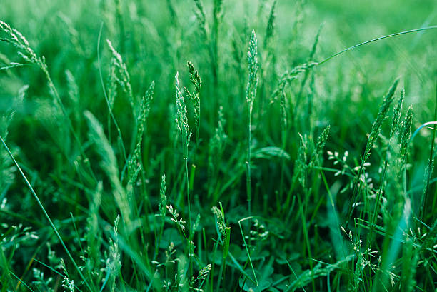 The grass is green stock photo