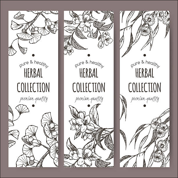 Set of 3 vector labels with Ginkgo biloba, jasmine, eucalyptus Set of 3 vector herbal tea labels with Ginkgo biloba, jasmine and eucalyptus on hand drawn sketch. Placed on white background. jasminum officinale stock illustrations