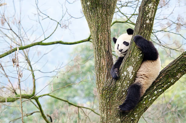 istock Giant Panda Climbing Tree, Chengdu, China 511982886