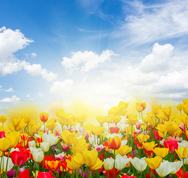 istock green lawn with tulips 511983836