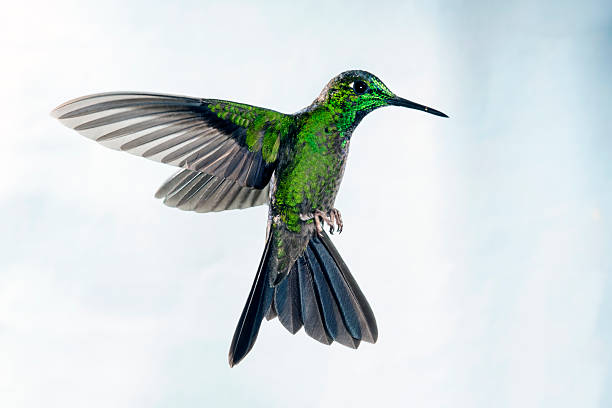 istock Green-crowned Brilliant Male with Wings Back 511984100