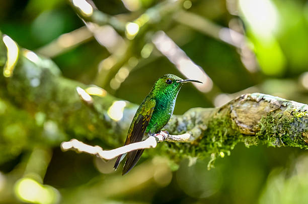 istock Beautiful Hummingbird with amazing colors 511984416