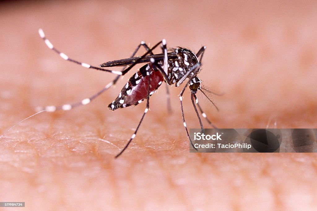 Zika virus Aedes aegypti moustique Dengue fièvre Chikungunya la peau humaine - Photo de Aedes aegypti libre de droits