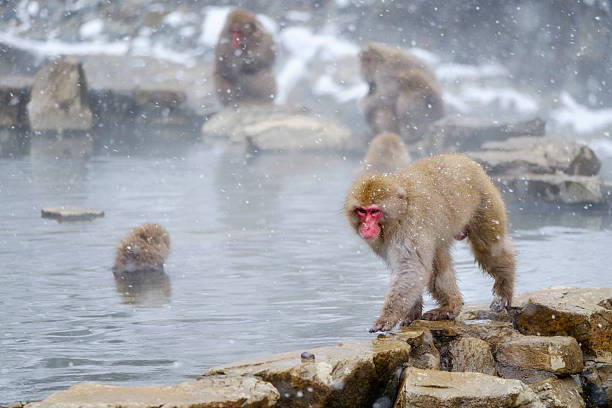 japonés monos de nieve en la naturaleza salvaje - prefectura de nagano fotografías e imágenes de stock