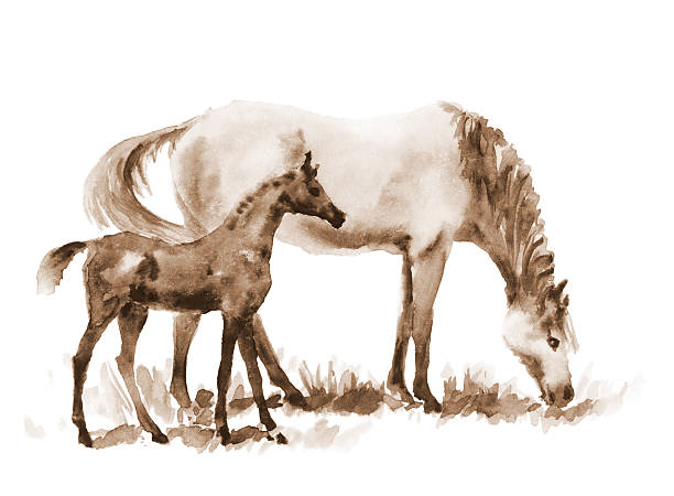 ilustraciones, imágenes clip art, dibujos animados e iconos de stock de sepia acuarela mare y potro en blanco. - foal child mare horse