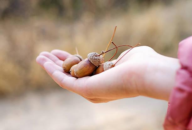 istock Girl hands hold the acorns 511986108