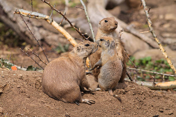 istock Prairie Dogs 511986118