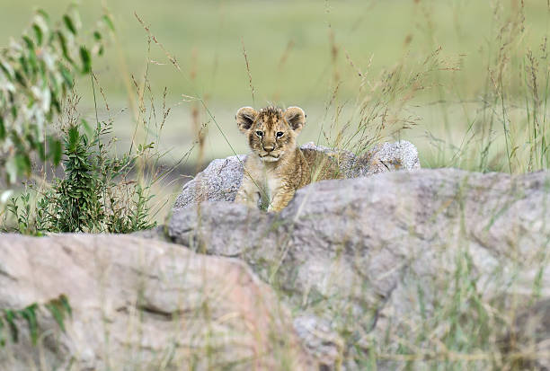istock Portrait of young Lion 511986286
