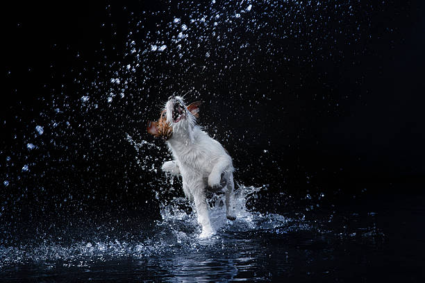 istock Dog Jack Russell Terrier playing in water 511987198