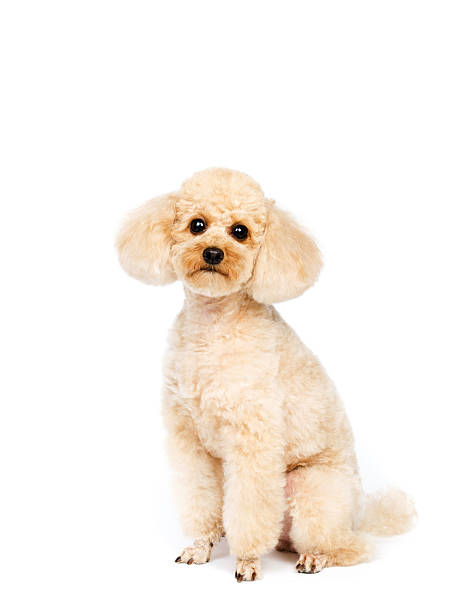 istock Apricot small poodle sitting on a white background 511987612