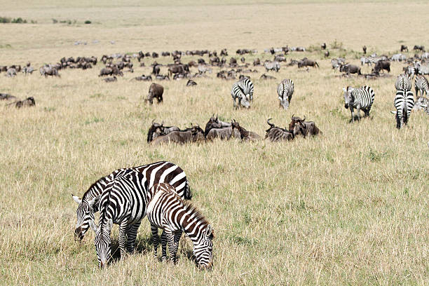 istock Herd of Zebra a wildebeest 511988830