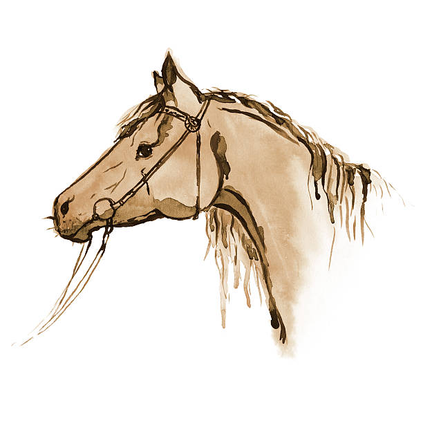 istock Watercolor sepia painted horse head with bridle on white. 511988894