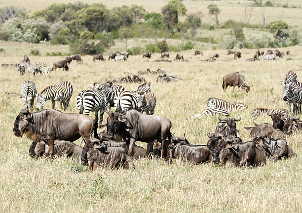 istock Group of wildebeests & zebras 511989364