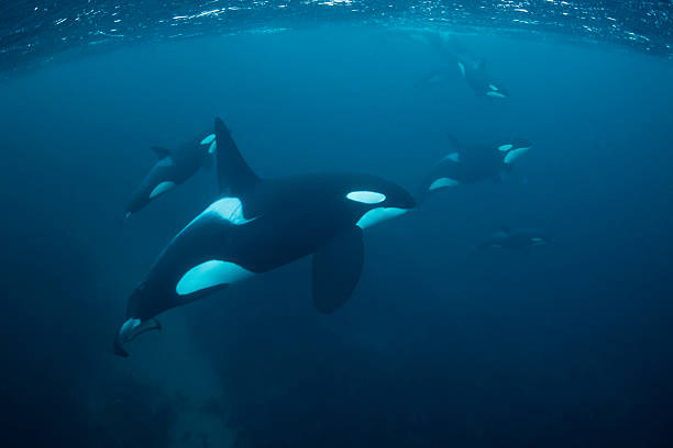 Pods of Orcas Pods of free swimming orcas killer whale photos stock pictures, royalty-free photos & images