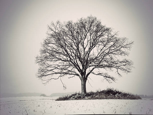 istock silhouette of oak tree 511990016