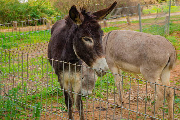istock Donkey behind metal fence 511990896