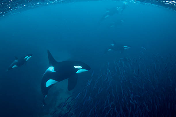 cazando de las orcas - ballena orca fotografías e imágenes de stock