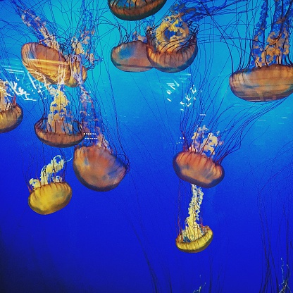 Jellyfish elegantly swimming in fish tank. This image was created using a smartphone