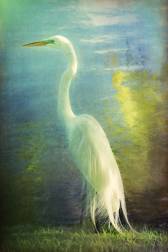 Digital art, paint effect, artistic composition, Great Egret (Ardea alba egretta), swamp background      