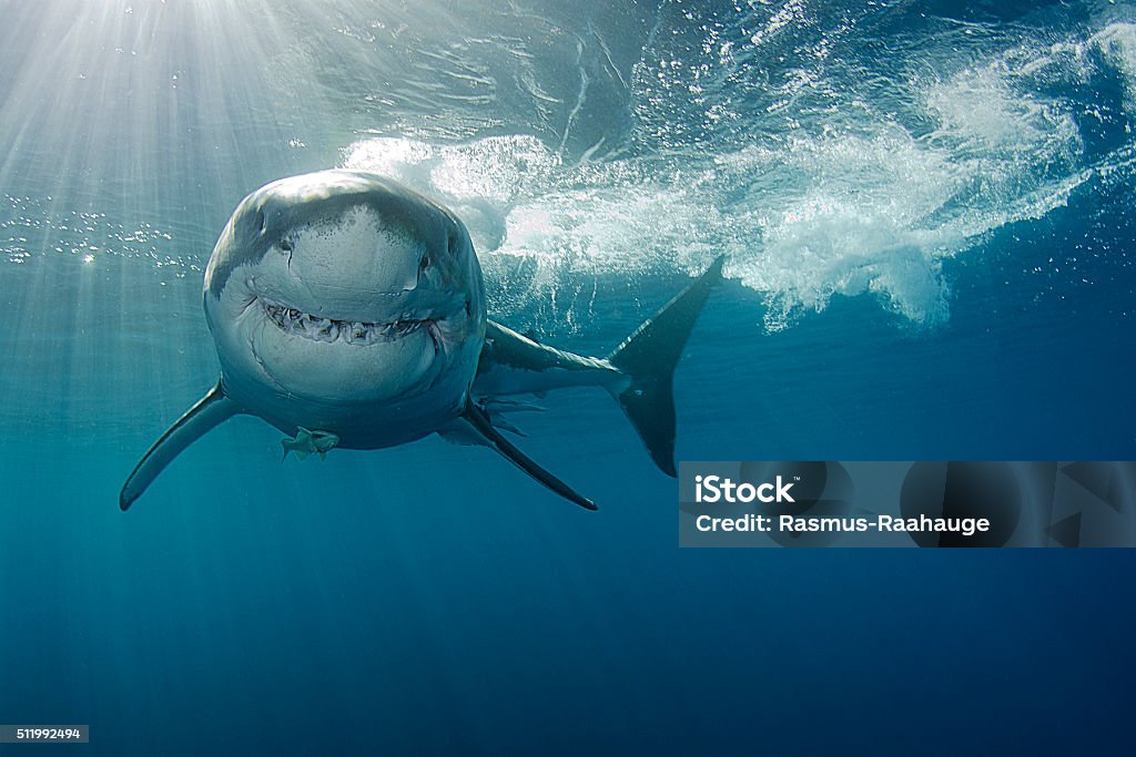 Souriant Grand requin blanc - Photo de Requin libre de droits