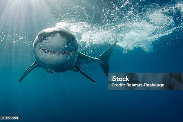Photo libre de droit de Souriant Grand Requin Blanc banque d'images et plus d'images libres de droit de Requin - Requin, Grand requin blanc, Plonger dans l'eau