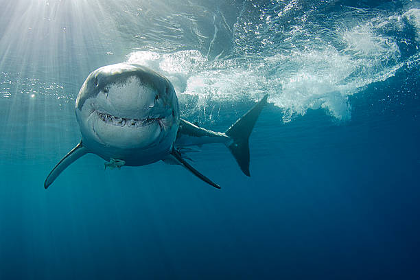 sorridente grande squalo bianco - squalo foto e immagini stock