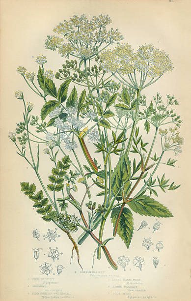 Parsley, Honewort, Cryptotaenia, Marshwort, Goutweed, Victorian Botanical Illustration Very Rare, Beautifully Illustrated Antique Engraved Parsley, Honewort, Cryptotaenia, Marshwort, Goutweed, Victorian Botanical Illustration, from The Flowering Plants and Ferns of Great Britain, Published in 1846. Copyright has expired on this artwork. Digitally restored. marshwort stock illustrations