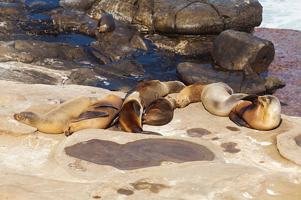 istock Group of Sleeping Sea Lions 511994242