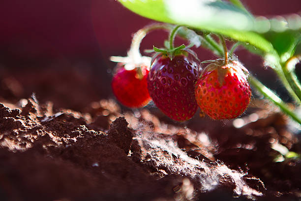 istock Strawberry plant, two berries, outdoor shot 511994454