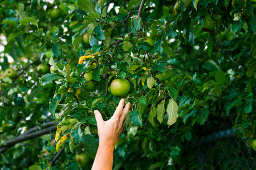 Woman's Hand Picking An Apples From On A Neglected Organic Tree. There are many irregular or marked apples. This tree does not get sprayed for insects at all and has been neglected for many years.