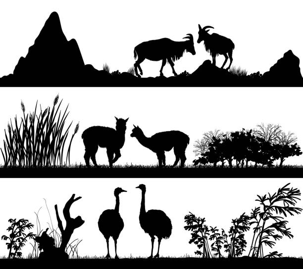 Wild Animals In Different Habitats Stock Illustration - Download Image Now - iStock Wild Animals In Different Habitats Stock Illustration - Download Image Now - iStock