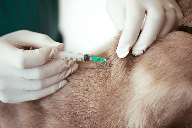 Doctor Veterinarian Giving Injection