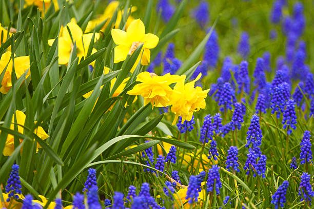 Buds of the blossomed flowers on a city bed. Natural abstract background.