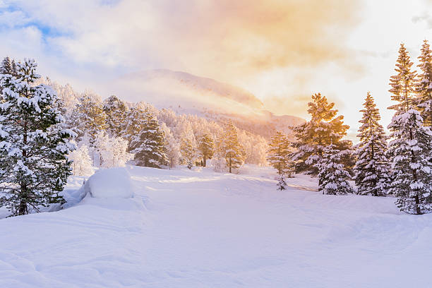 tannen mit sonnenaufgang, winter - tree winter snow landscape stock-fotos und bilder