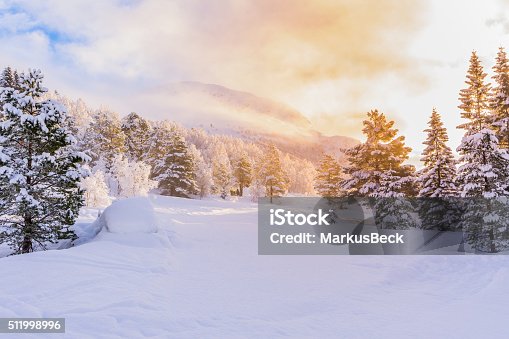 istock firs with sunrise, winter 511998996