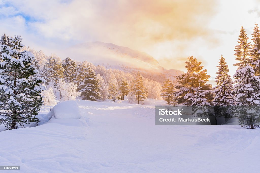 firs with sunrise, winter Winter Stock Photo